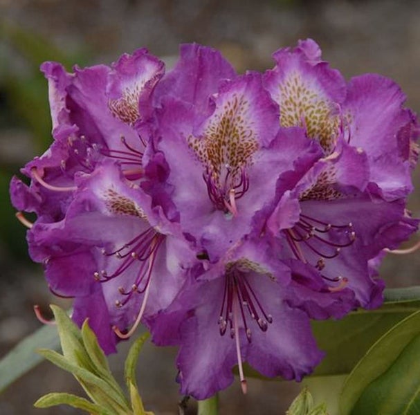 Nahaufnahme einer Rhododendronblüte