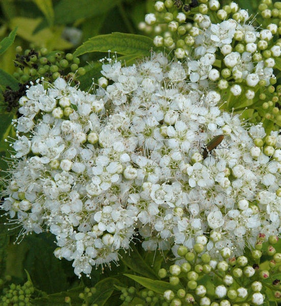 Nahaufnahme einer Hortensienblüte mit kleinen, weißen Blüten