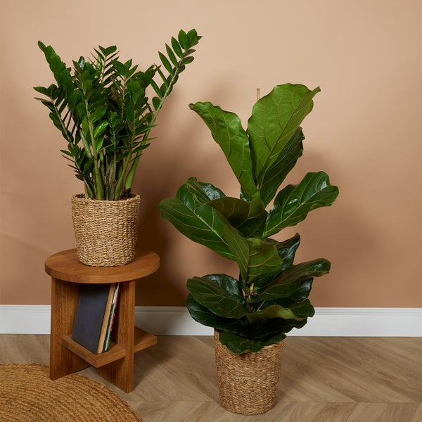 Bloomique - Geflochtener Blumentopf Coco - Set mit 2 Töpfen - Beige - Seegras - Korb für Pflanzen - Innen und Außen - H22x Ø21