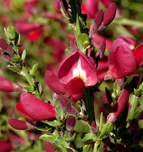 Aufnahme einer Ginsterpflanze mit Blüten