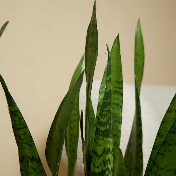Bloomique - 2er Set - Sansevieria Zeylanica - Bogenhanf - Sukkulenten - Zimmerpflanzen - Sehr Pflegeleicht - Höhe 80-100 cm - Topf 21 cm
