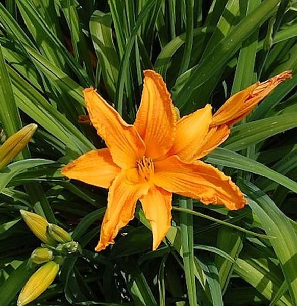 Nahaufnahme einer Taglilienblüte im Garten