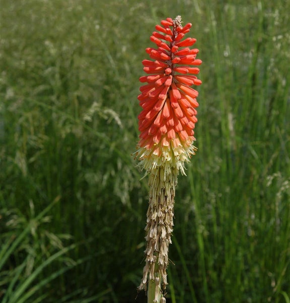 Fackel Lilie im Garten