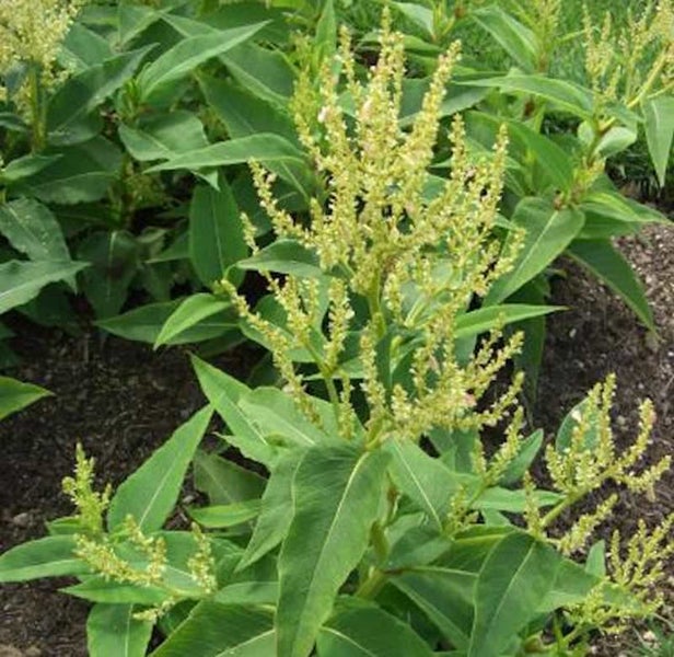 Blühender Staudenknöterich im Garten
