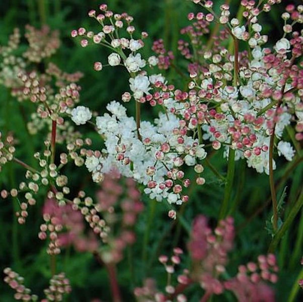 Blütenstände mit rosa und weißen Blüten