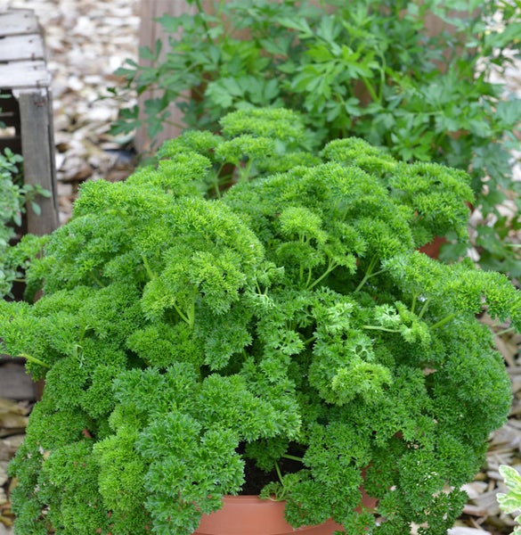 Petersilie im Topf