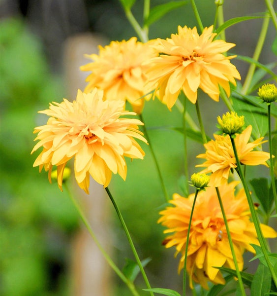Gelbe Rudbeckia Zierpflanze im Garten