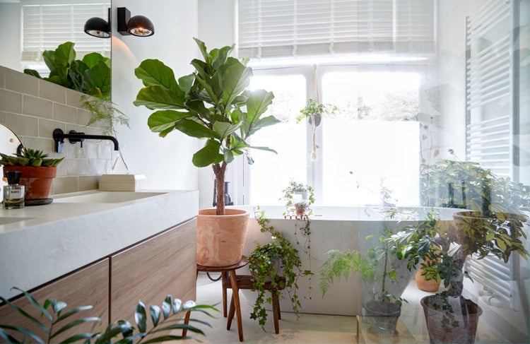 Ficus Lyrata 'Kind' | Geigenblattpflanze pro Stück - Zimmerpflanze im Kindergartentopf cm17 cm - ↕50-60 cm