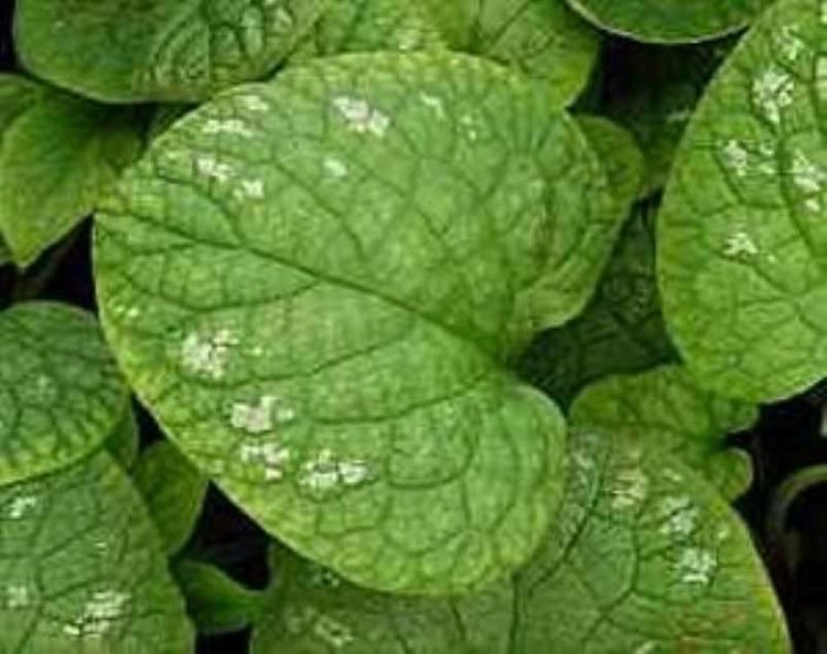 Nahaufnahme von Salomonssiegelblättern mit silbernen Flecken.