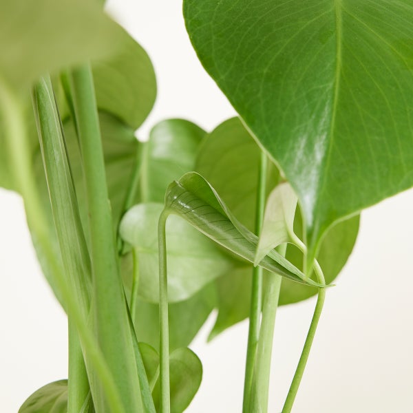 Bloomique - 2er Set - Monstera Deliciosa - Fensterblatt - Zimmerpflanzen - Pflegeleicht - Luftreinigend - Höhe 30-40 cm - Topf 12 cm