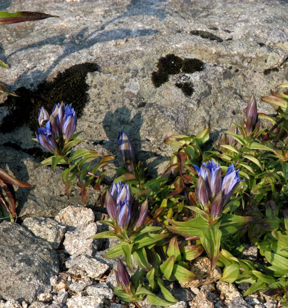 Enzianpflanze mit blauen Blüten vor einem Stein