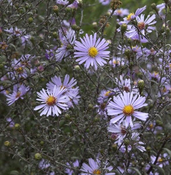 Nahaufnahme einer Raublatt-Aster mit hellvioletten Blütenblättern und gelber Mitte.