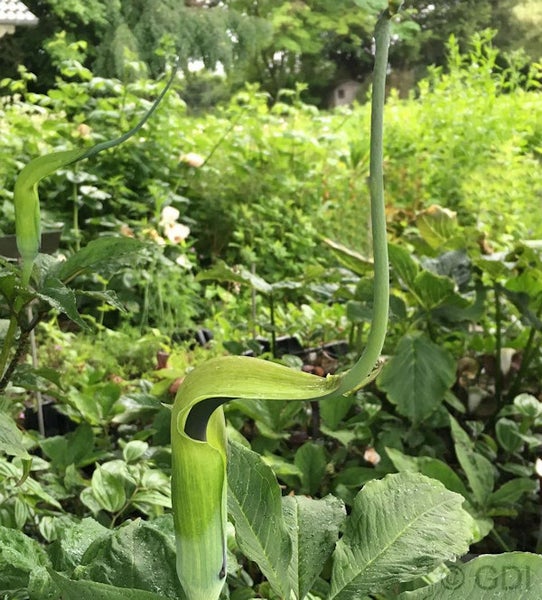 Nahaufnahme einer Aronstab Pflanze im Garten.