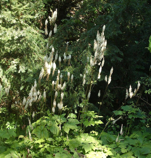 Schattiger Gartenbereich mit Silberkerzenpflanzen
