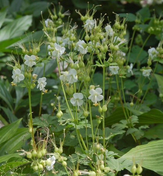 Nahaufnahme von blühendem Wald-Storchschnabel