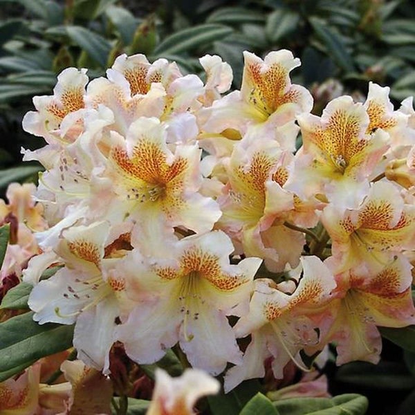 Nahaufnahme einer Rhododendronblüte mit hellen Blütenblättern und gelben Markierungen