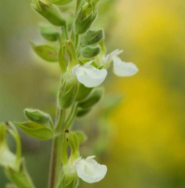 Nahaufnahme einer blühenden Pflanze mit weißen Blüten