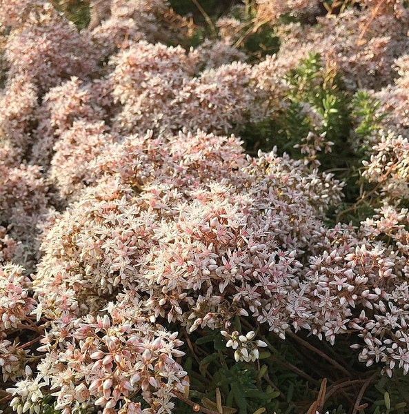 Detailaufnahme von Teppich-Sedum mit sternförmigen Blüten