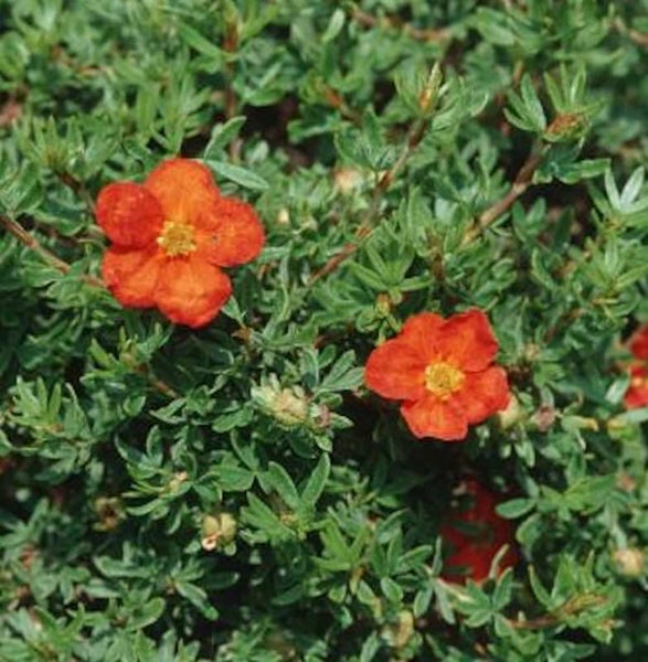 Blutroter Zwergstrauch mit Blüten