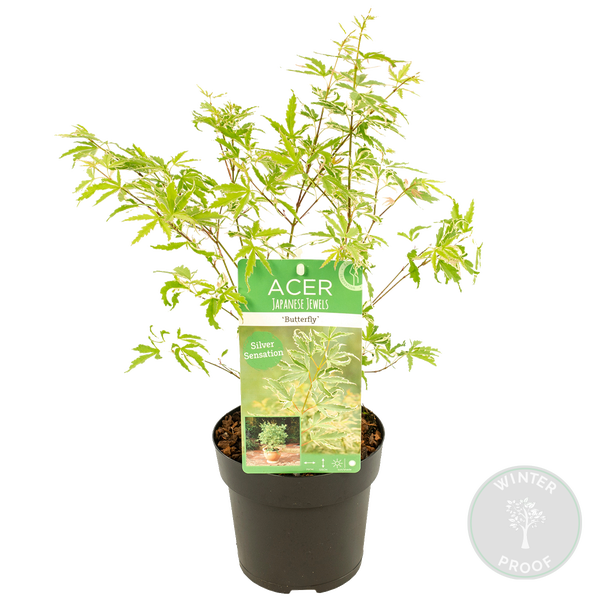 Bloomique - Acer Palmatum Butterfly - Japanischer Ahorn - Buntes Laub - Gartenpflanzen - Winterhart - 40-50 cm Hoch - Topf 15 cm