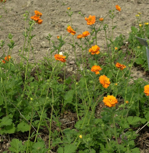 Geum coccineum Zwerg Pflanzen im Garten