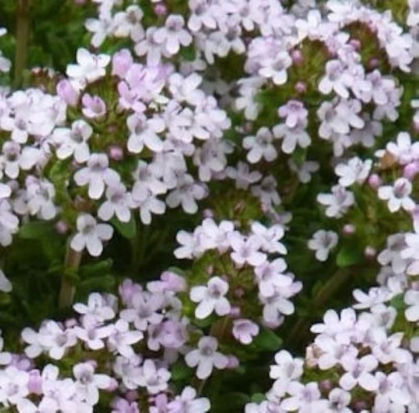 Blühender Thymian im Detail