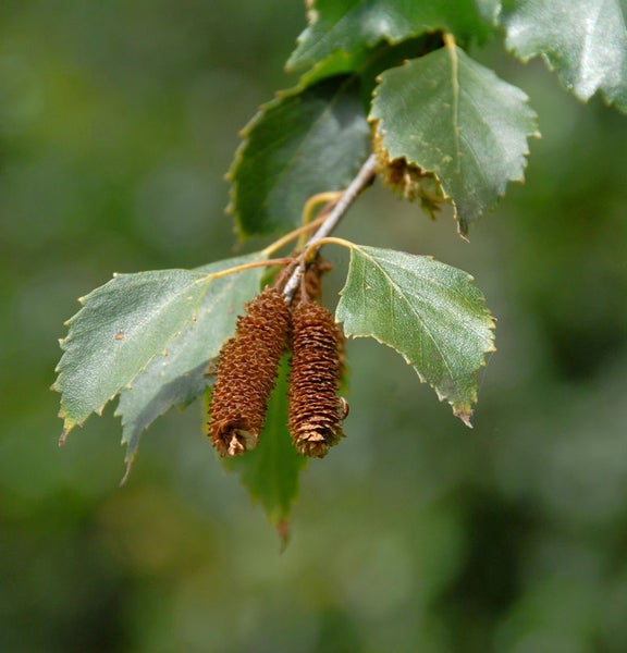 Zweig mit Birkenblättern und Fruchtständen