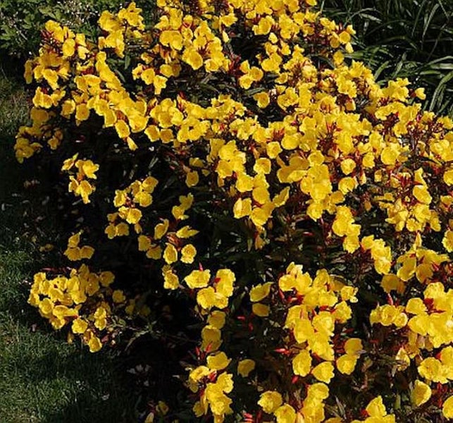Gelbe Nachtkerzenblüten im Gartenbeet