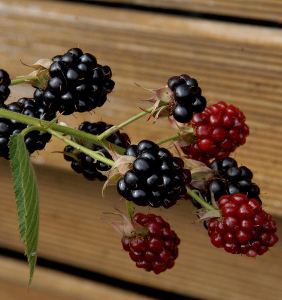Brombeeren an einem Zweig mit reifen und unreifen Früchten