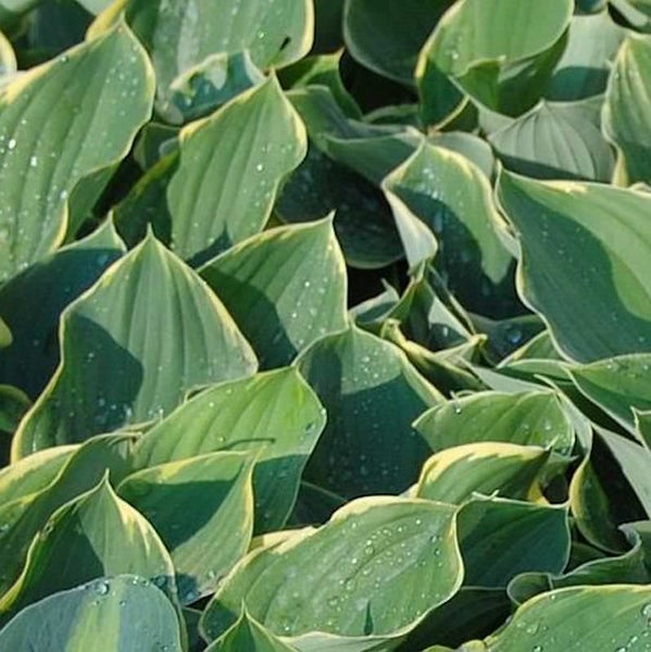 Funkienblätter mit hellen Rändern