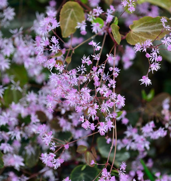Elfenblume mit kleinen Blüten und Blättern