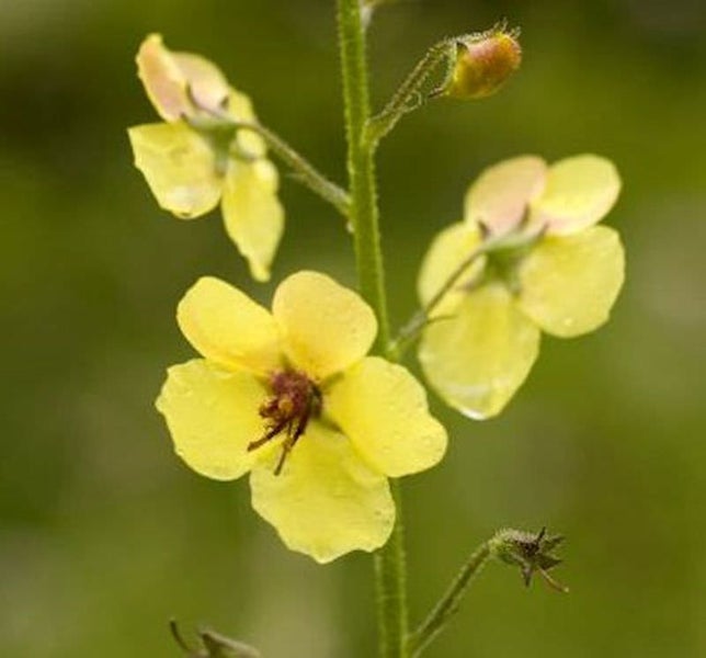 Nahaufnahme einer gelben Königskerzenblüte.