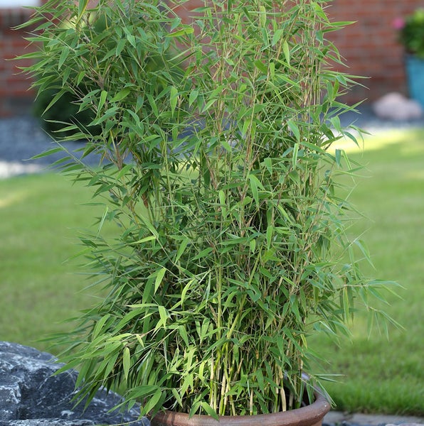 Bambuspflanze im Topf