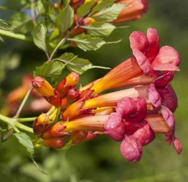 Trompetenblume mit Blüten und Blättern