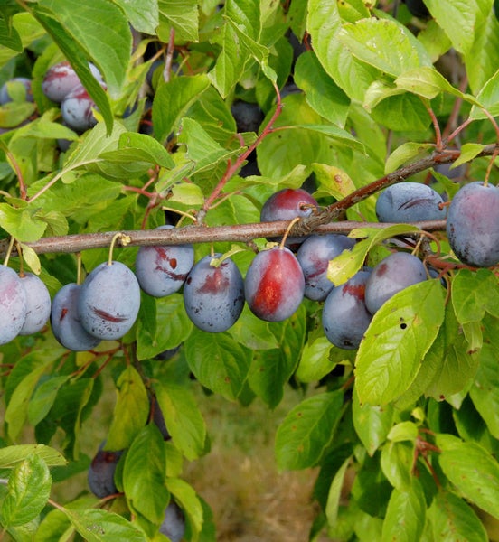 Pflaumen am Baum mit Blättern
