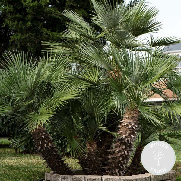 Chamaerops Humilis - Europäische Zwergpalme - Palme - Winterhart - ⌀50 cm - ↕150-160 cm