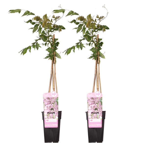 2x Wisteria Rosea – Wisteria – Rosa – Kletterpflanze – Pflegeleicht – ⌀15 cm – ↕60-70 cm