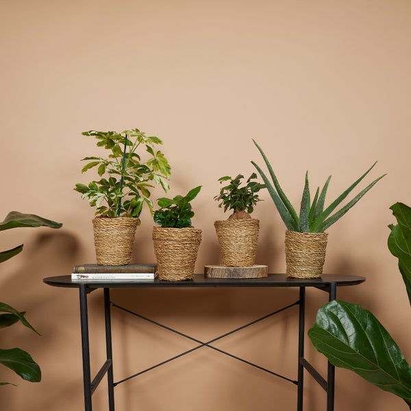 Bloomique - Geflochtener Blumentopf Coco - Set mit 4 Töpfen - Beige - Seegras - Korb für Pflanzen - Innen und Außen - H13x Ø12
