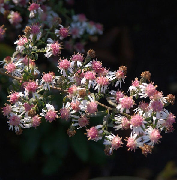 Nahaufnahme einer Asternpflanze mit kleinen, weißen und rosafarbenen Blüten.