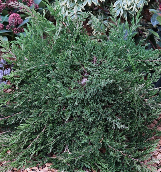 Wacholderbusch im Garten