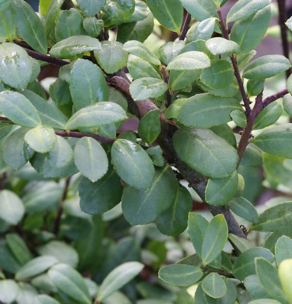Nahaufnahme einer Stechpalme mit Blättern