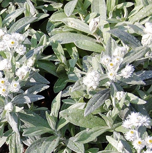 Immortelle mit kleinen weißen Blüten und graugrünen Blättern