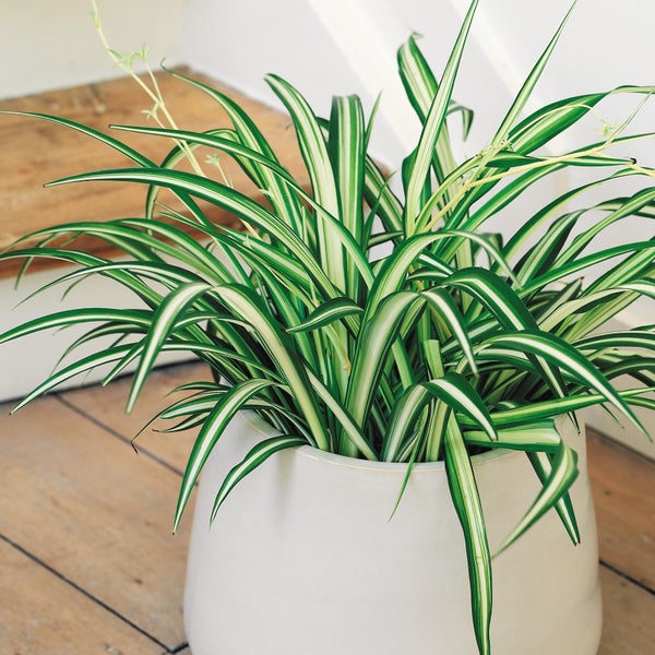 Bloomique - 6er-Set - Chlorophytum Green Bonnie - Grünlilie - Zimmerpflanzen - Luftreinigend - Tierfreundlich - 20-30 cm Hoch - Topf 12 cm