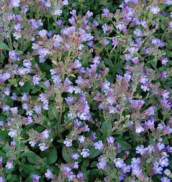 Nahaufnahme von Katzenminze mit violetten Blüten.