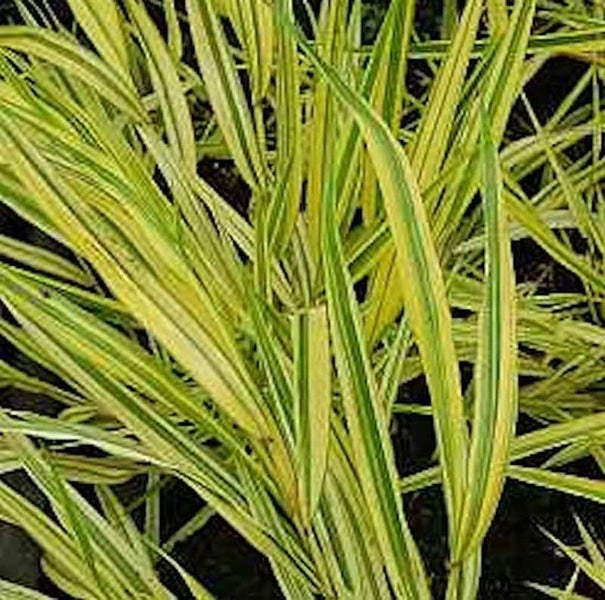 Büschel von Garten-Reitgras mit gestreiften Blättern