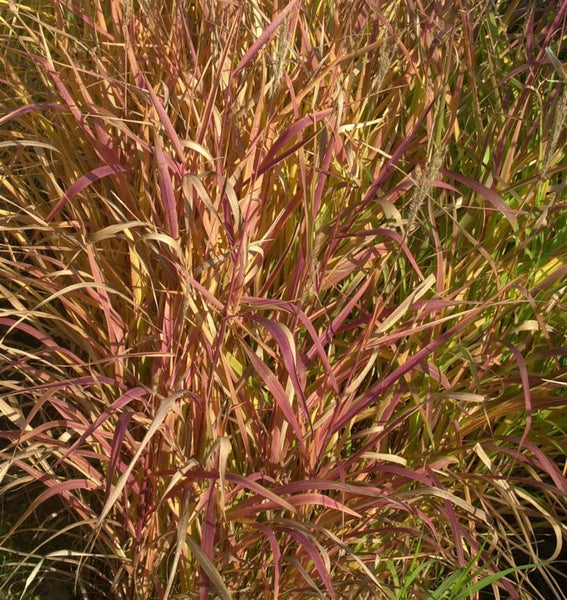 Ziergras mit langen, schmalen Blättern