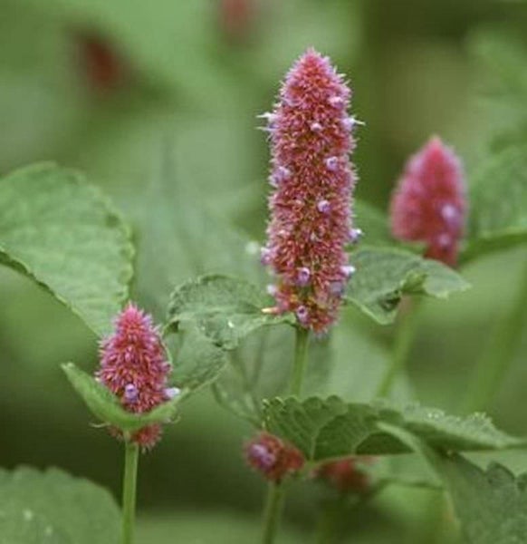 Nahaufnahme von Duftnesselblüten mit grünen Blättern