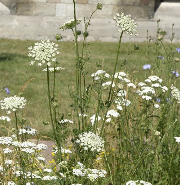 Nahaufnahme von Doldenblütlern im Garten.