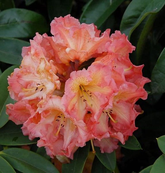 Blüte einer Rhododendron Pflanze