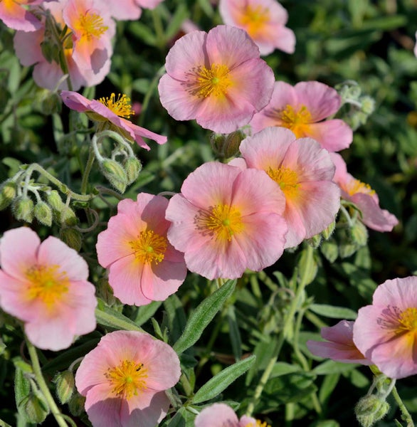 Nahaufnahme von sonnenröschenblüten